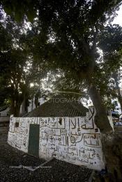 Image du Maroc Professionnelle de  Le sanctuaire du saint Sidi Bousmara est visité depuis longtemps par tous ceux qui sont atteint de la rage convergent vers ce lieu avec leurs offrandes et plante un clou sur l’arbre, ou sur le mur Est dans l’espoir d’une guérison. La légende raconte qu’un vieux pèlerin à la barbe blanche drapé de blanc frappa alors le sol avec son bâton et une source jaillit du sol. Il s’installe à Casablanca au milieu du cimetière et plante un caoutchouc qui devint rapidement gigantesque. Jeudi 13 Octobre 2016. (Photo / Abdeljalil Bounhar)